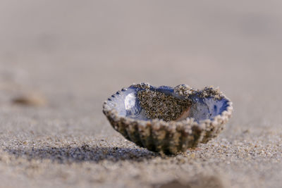 Close-up of a shell on sand