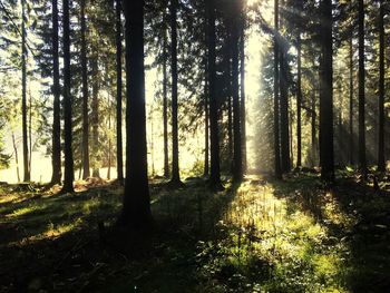 Trees in forest