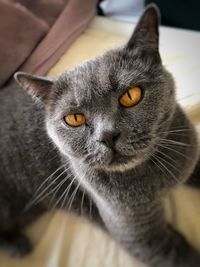 Close-up portrait of a cat