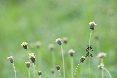 Close-up of insect on plant