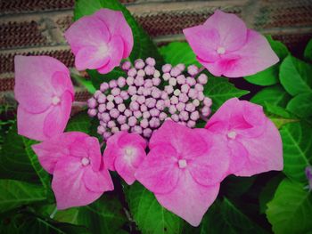 Close-up of pink flowers