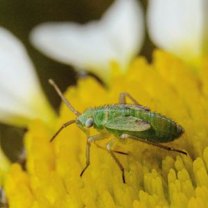 Close-up of insect on leaf