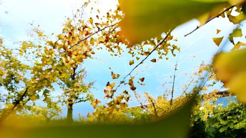 Close-up of autumn tree against sky