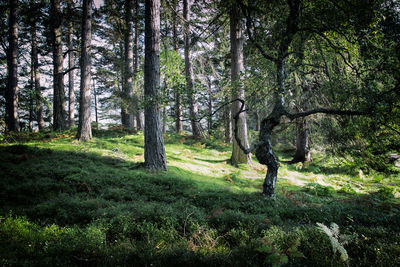 Trees in forest