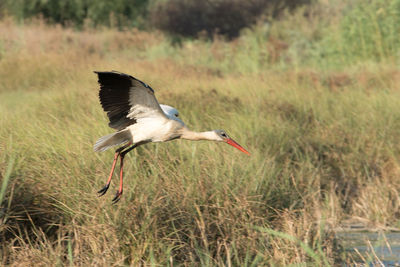 Bird flying over a field