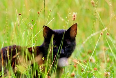 Cat lying on grass