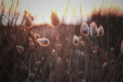 Close-up of flowering plants on field