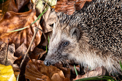 erinaceidae