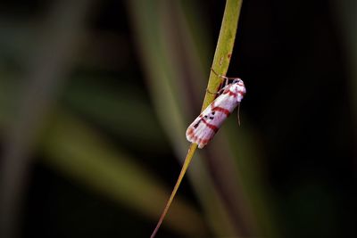 Close-up of moth insect on leaf grass