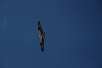 Low angle view of eagle flying against clear sky