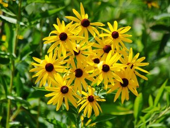 Close-up of yellow cosmos blooming outdoors