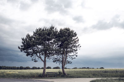 Tree on field against sky