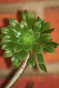 Close-up of succulent plant