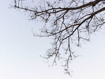 Low angle view of bare tree against clear sky