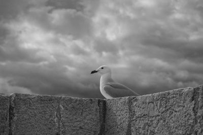 Seagull perching on wall