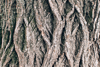 Full frame shot of tree trunk