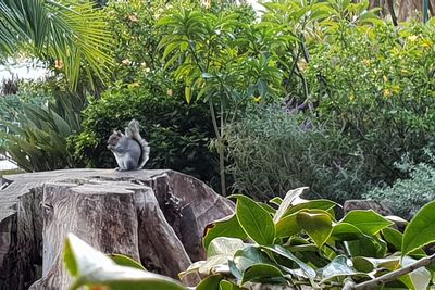 View of bird on rock