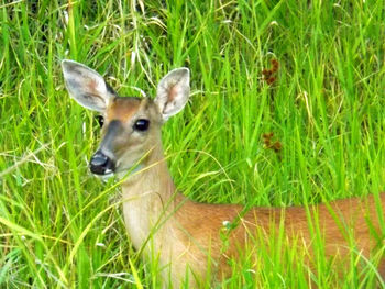 Dog on grassy field