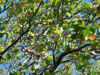 Low angle view of tree