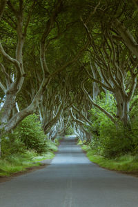 Empty road along trees