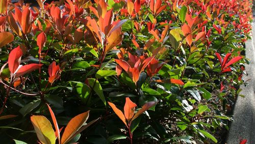 Close-up of plants