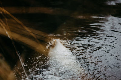 Close-up of water splashing in river