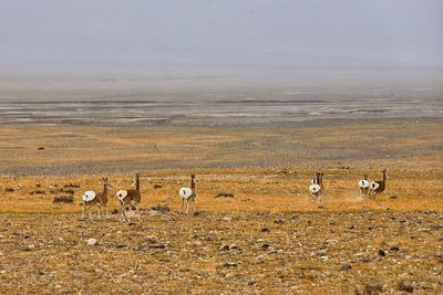 Sheep on field against sky