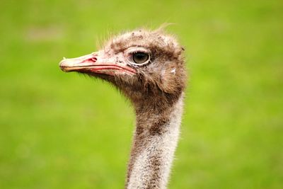 Close-up of a bird