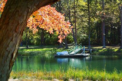 View of trees in park