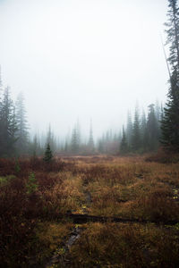 Scenic view of forest against sky during foggy weather