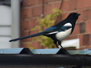 Close-up of bird perching on wall