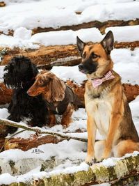 View of dogs on snow covered land