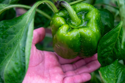 Close-up of hand holding vegetables