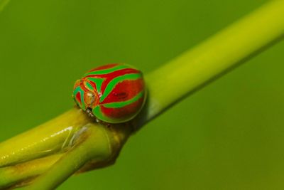 Close-up of stem against blurred background