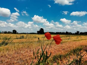 Scenic view of field against sky