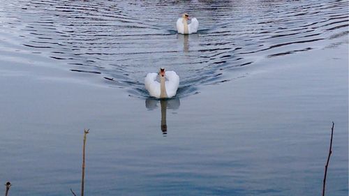 Bird in water