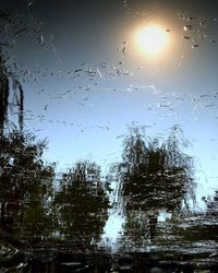 Close-up of wet trees against sky