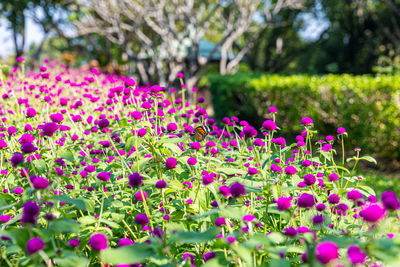 Close-up of pink flowering plants in park