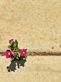 Close-up of pink rose against wall