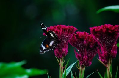 Close-up of butterfly pollinating on purple flower