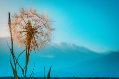 Low angle view of dandelion flower against blue sky