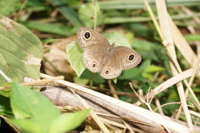 Close-up of butterfly perching on plant