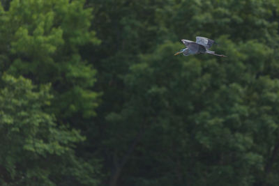 Bird flying in a forest