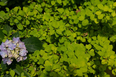 Close-up of lotus water lily in lake