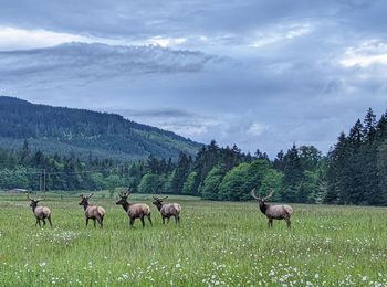 Elk grazing on field against sky