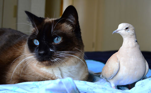 Close-up of cat and bird on bed at home