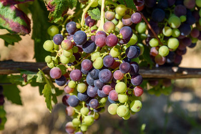Close-up of bunch of grapes of red tempranillo grapes in summer before harvest