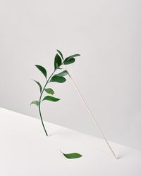 Close-up of plant leaves against white background