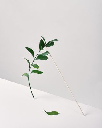 CLOSE-UP OF PLANT LEAVES ON WHITE BACKGROUND