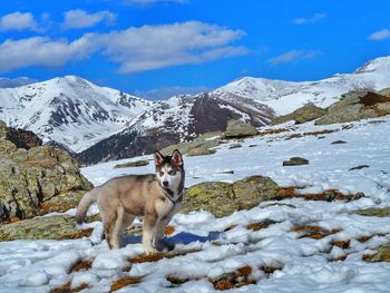 Dog standing on snow covered landscape